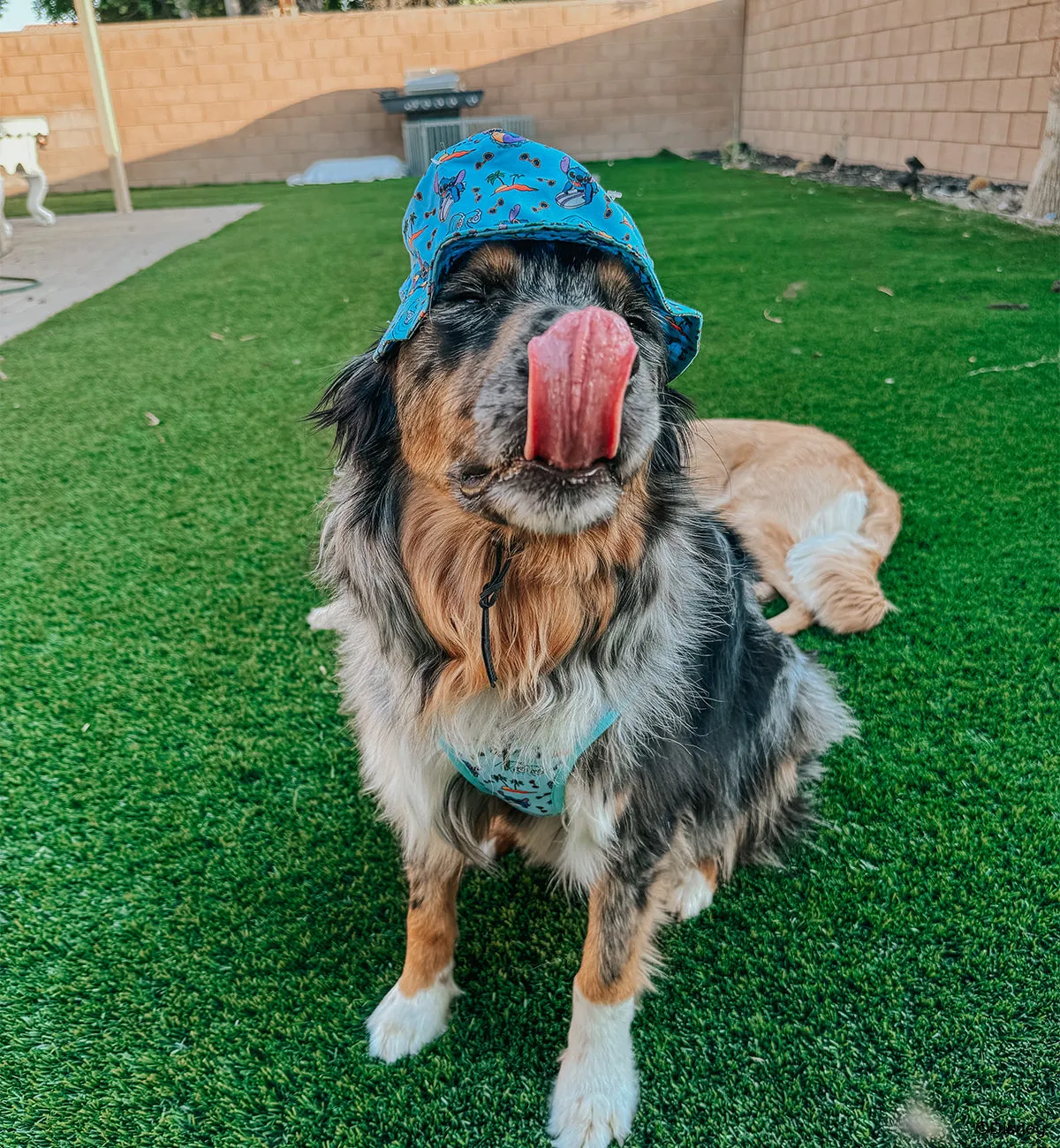 Dog Bucket Hat - Disney's Stitch