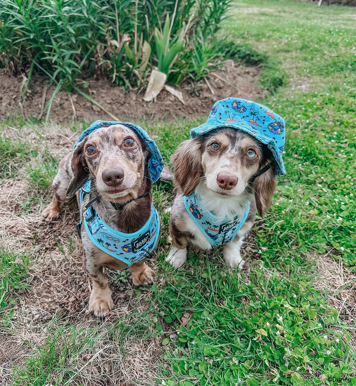 Dog Bucket Hat - Disney's Stitch